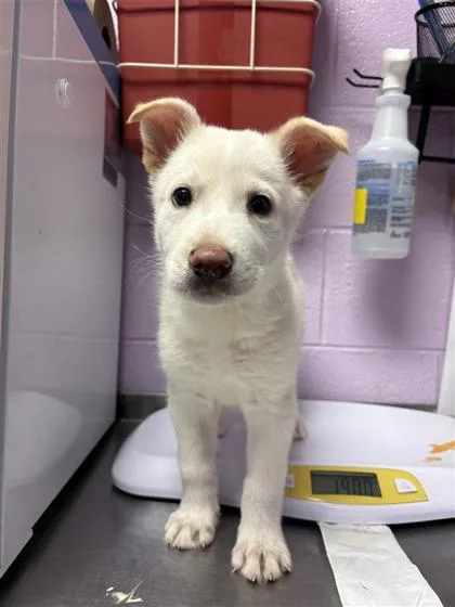 A baby small-sized male White / Cream Siberian Husky dog named Humphrey for adoption in El Paso, TX