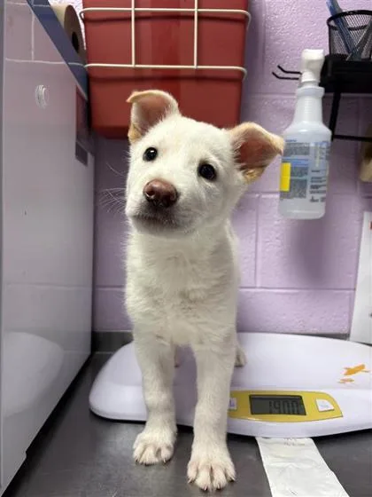 Humphrey thumbnail 2