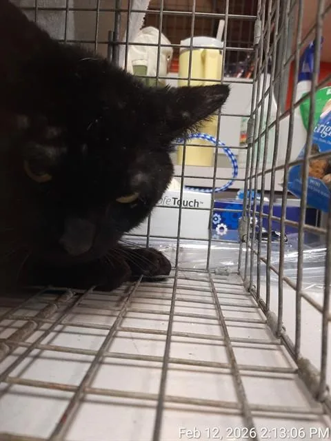 An adult small-sized male Domestic Short Hair cat named Frank for adoption in Jacksonville, FL
