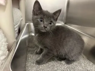 A young small-sized female Domestic Short Hair cat named Starlink for adoption in Scotia, NY