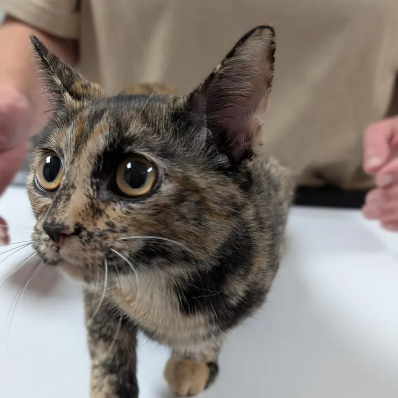 A baby medium-sized female Domestic Short Hair cat named Baby for adoption in Canton, IL