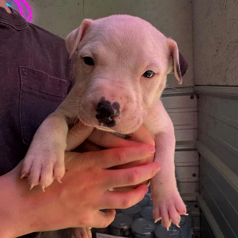A baby medium-sized male White / Cream Mixed Breed dog named Jasper for adoption in Duck River, TN