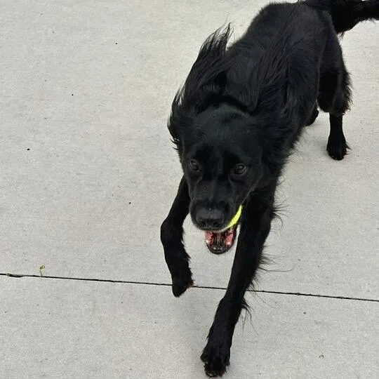 An adult medium-sized male Black Mixed Breed dog named Miles for adoption in Matteson, IL