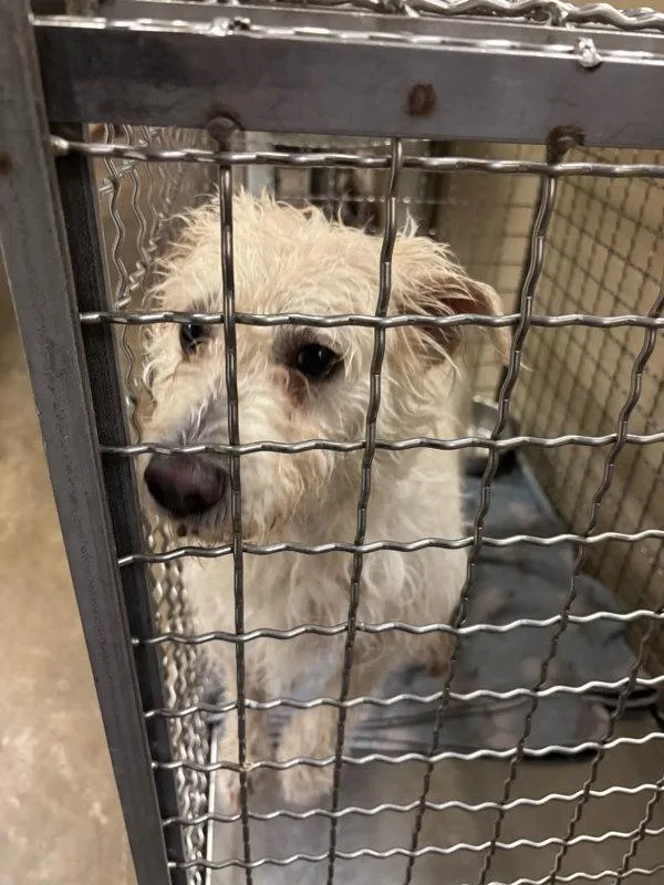 An adult large-sized female Labrador Retriever dog named Soy for adoption in Austin, TX