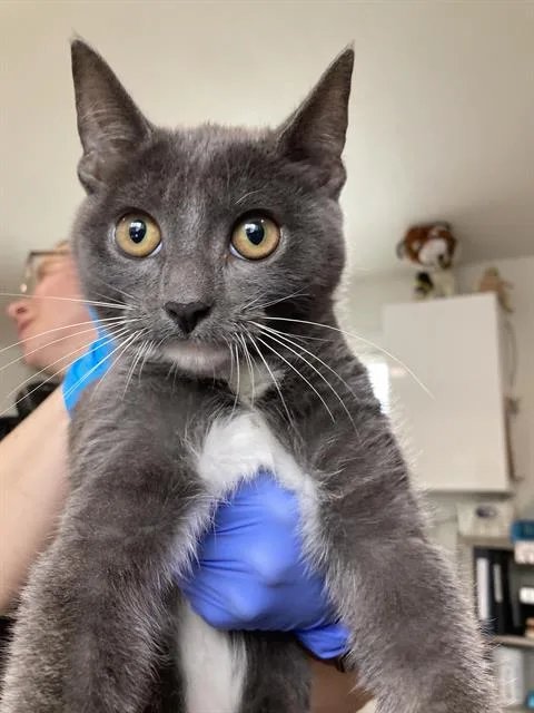 A baby small-sized female Domestic Short Hair cat named Iona for adoption in Long Beach, CA