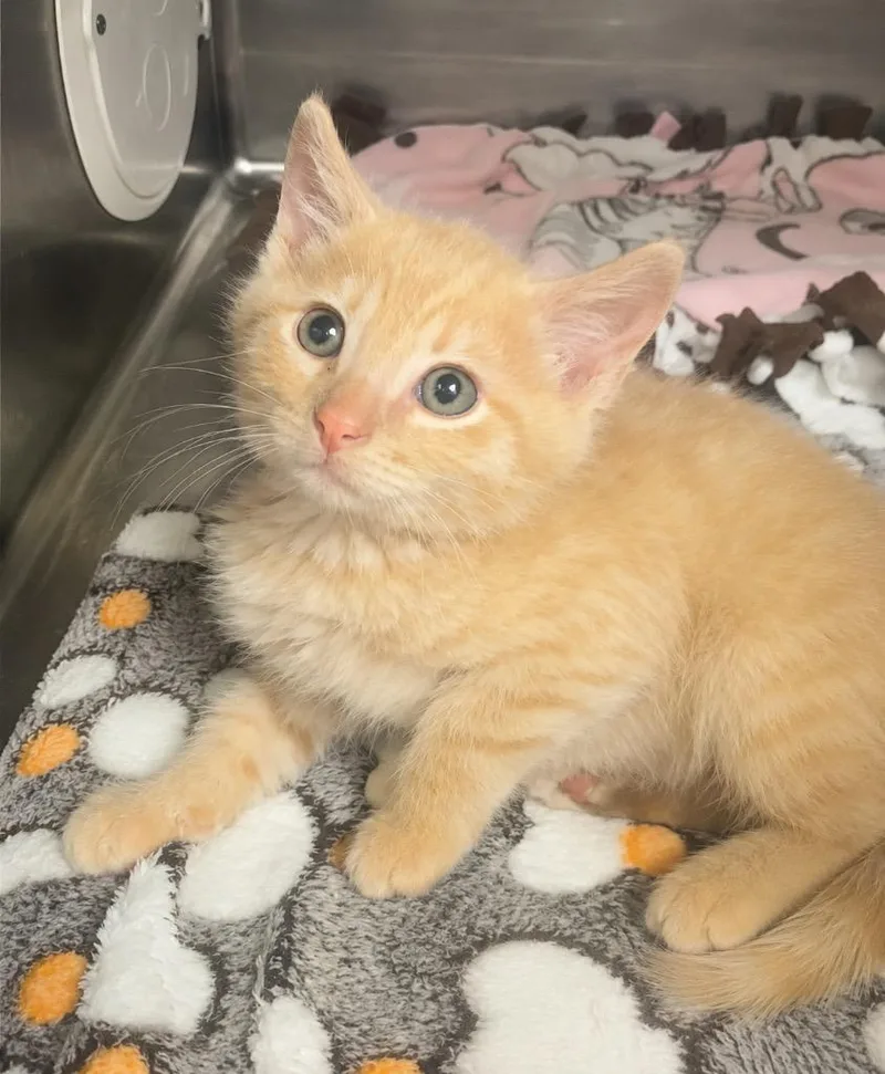 A baby small-sized male Domestic Short Hair cat named Parker for adoption in Columbia, TN