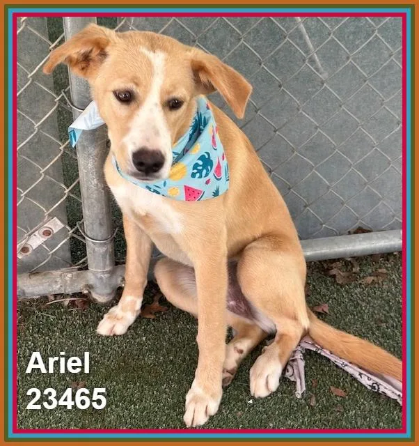 A young medium-sized female Labrador Retriever dog named Ariel for adoption in Marietta, GA