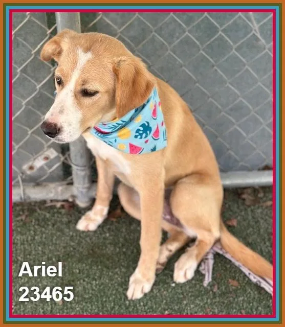 Ariel thumbnail 3