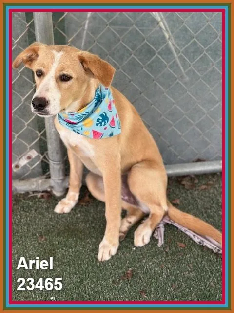 Ariel thumbnail 4