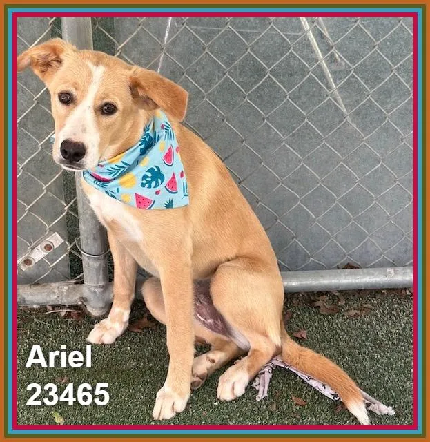 Ariel thumbnail 5