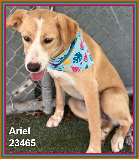 Ariel thumbnail 6