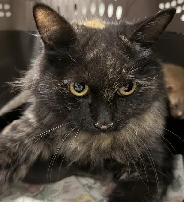 A young medium-sized female Domestic Long Hair cat named Joanna for adoption in Escondido, CA