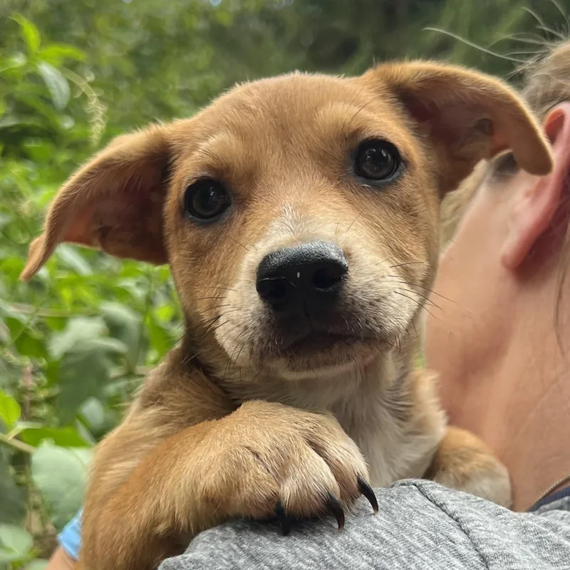 A baby medium-sized female Golden Chihuahua dog named Bunny for adoption in Cedar Mountain, NC