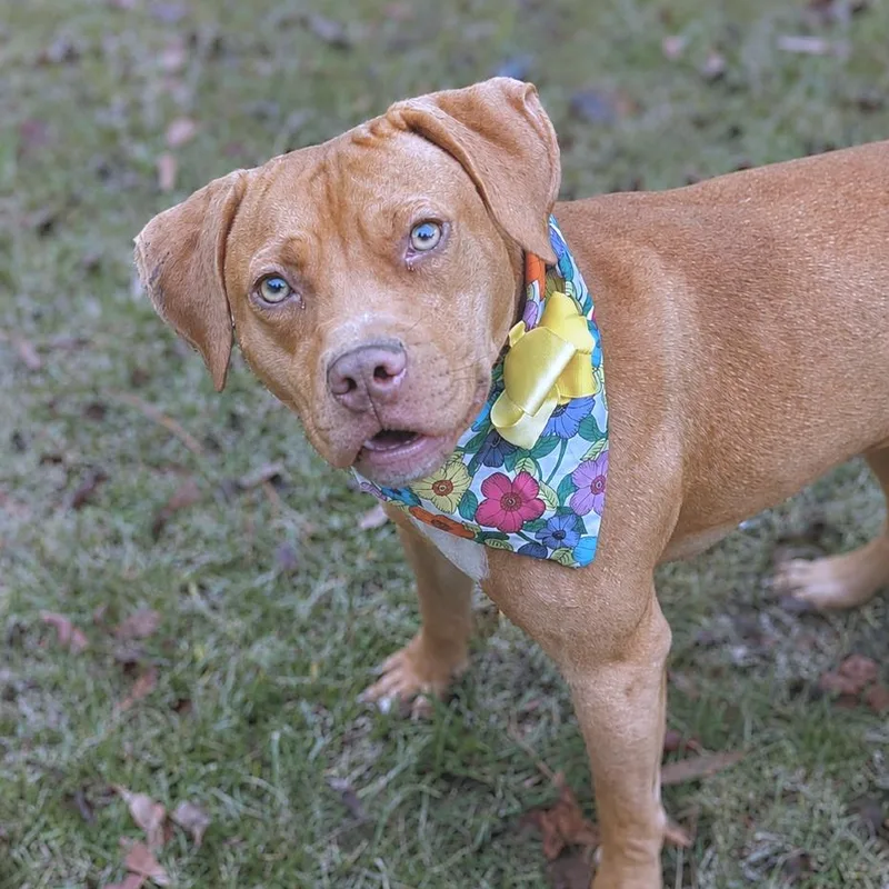 An adult medium-sized female Yellow / Tan / Blond / Fawn Pit Bull Terrier dog named Goldie for adoption in Helena, AL