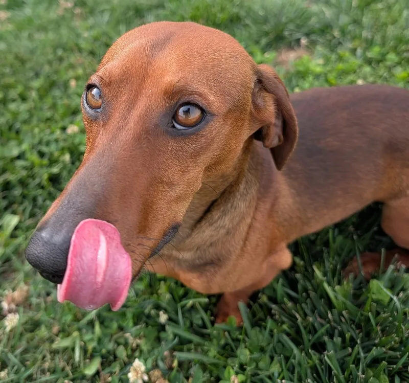 Hugo In Tn thumbnail 5