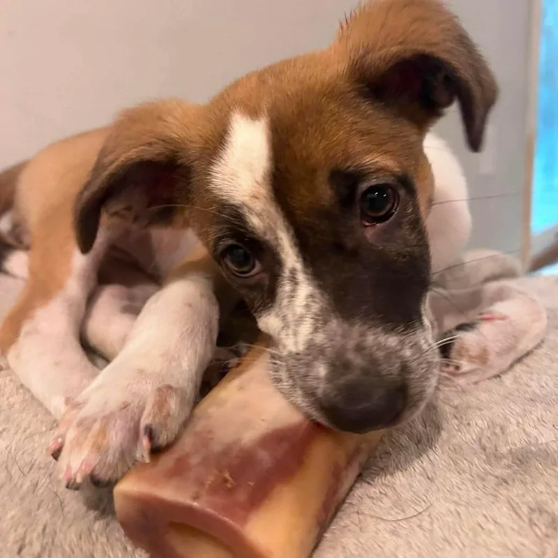 A baby medium-sized female Brown / Chocolate Mixed Breed dog named Lettie for adoption in Jarrettsville, MD