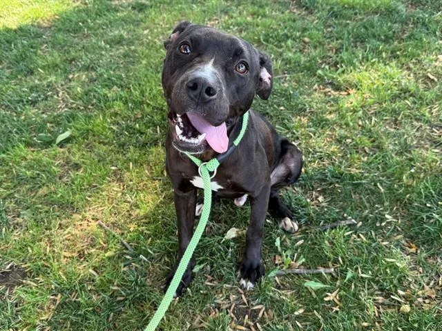 A young large-sized male Pit Bull Terrier dog named Benjamin for adoption in Antioch, CA