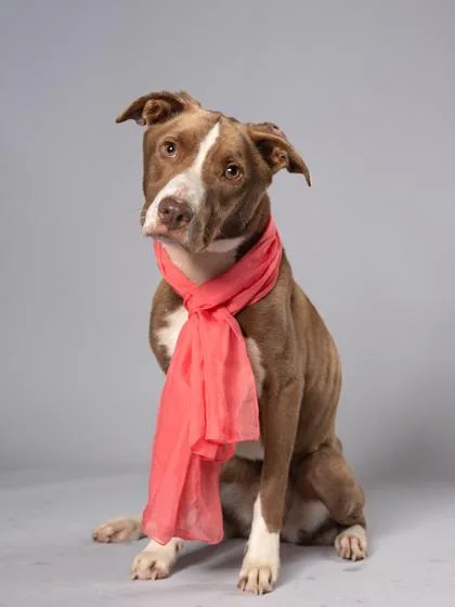 An adult medium-sized female Pit Bull Terrier dog named Laurel for adoption in Atlanta, GA