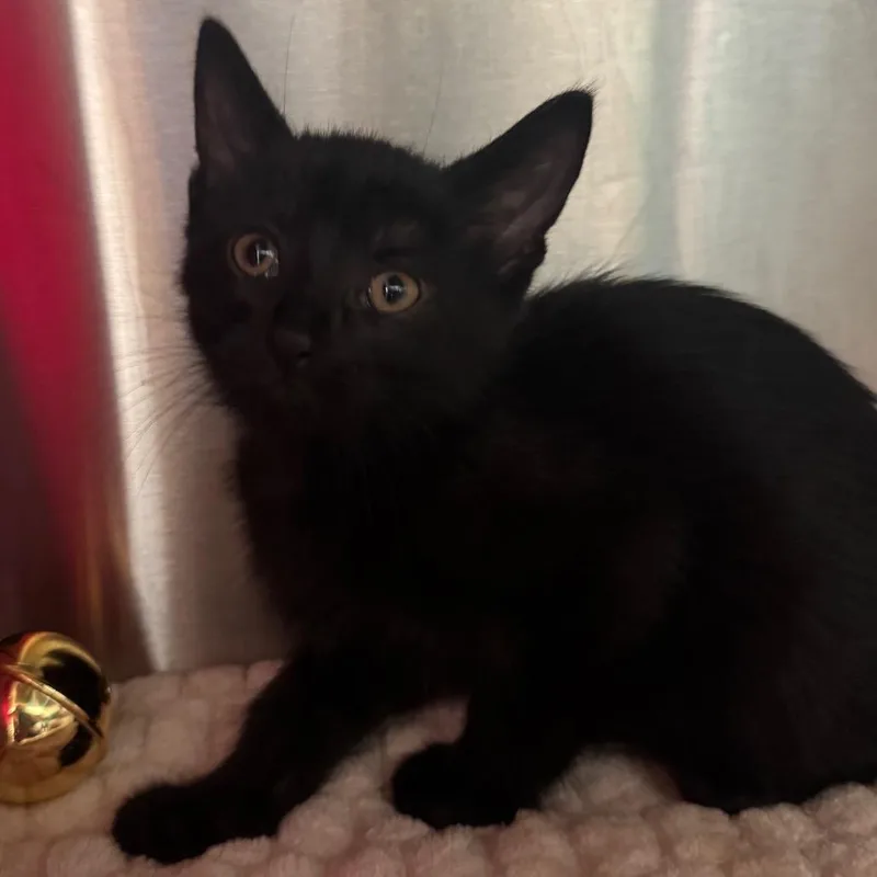 A baby small-sized male Black Domestic Short Hair cat named Benvolio for adoption in Waukesha, WI