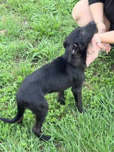 A baby large-sized male Black Labrador Retriever dog named Buddy for adoption in Liverpool, TX