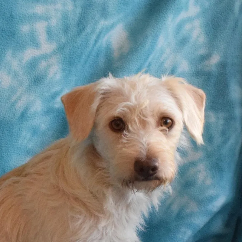 An adult small-sized female Yellow / Tan / Blond / Fawn Terrier dog named Bell for adoption in Eureka, CA