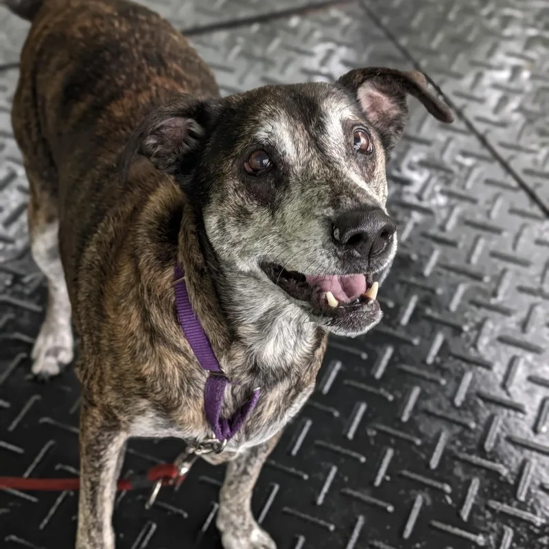 A senior medium-sized female Brindle Mixed Breed dog named Nadia for adoption in Thomaston, ME