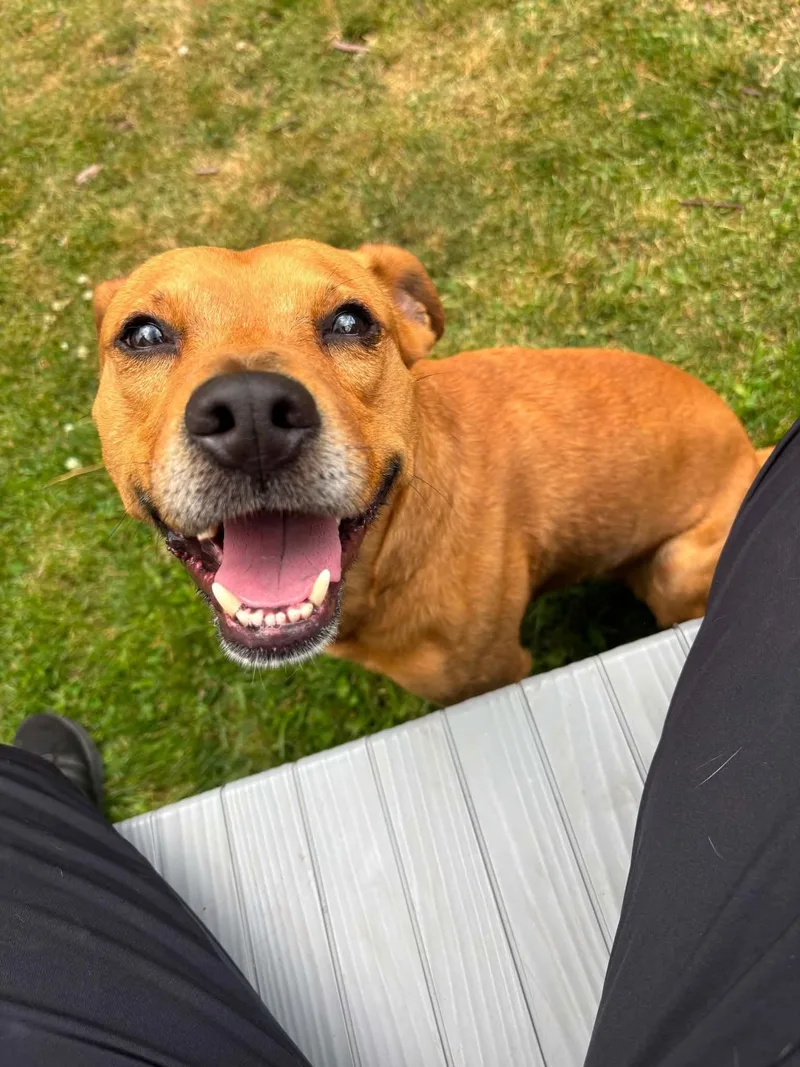 An adult medium-sized male Red / Chestnut / Orange Jack Russell Terrier dog named Simba for adoption in New Windsor, NY