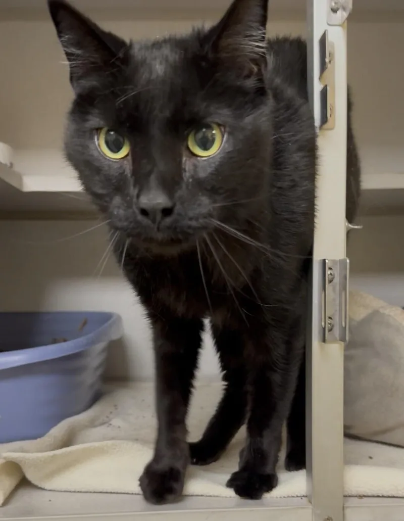 Theodore thumbnail 2