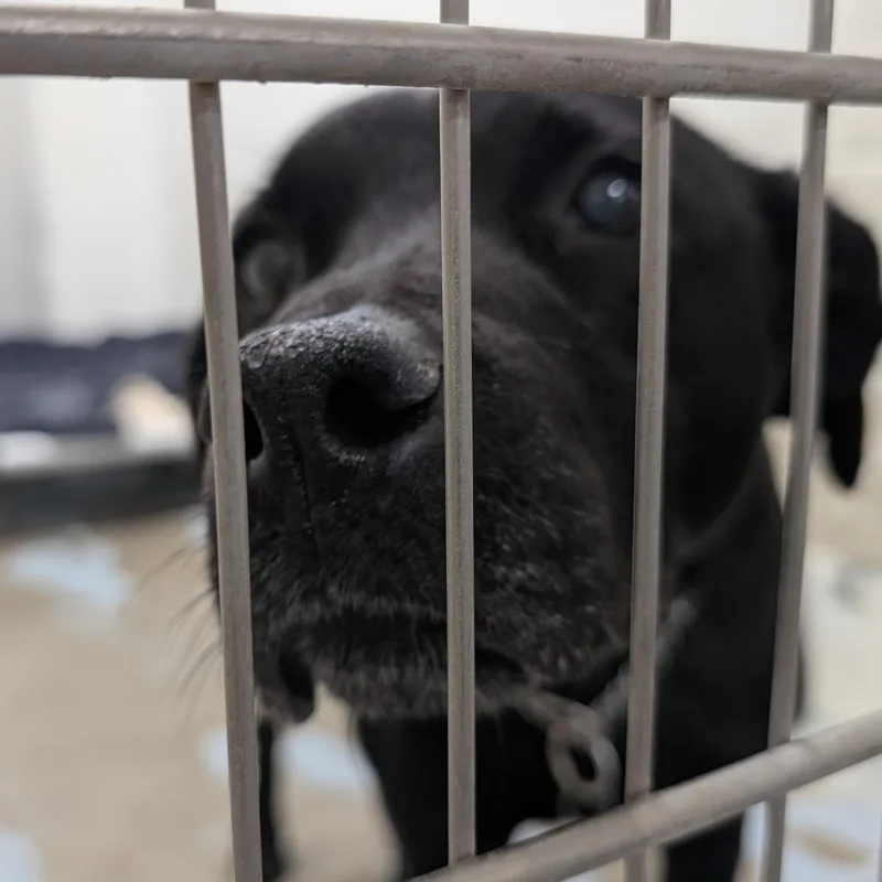 An adult medium-sized female Black Labrador Retriever dog named Looking For Owner for adoption in Ravenna, OH