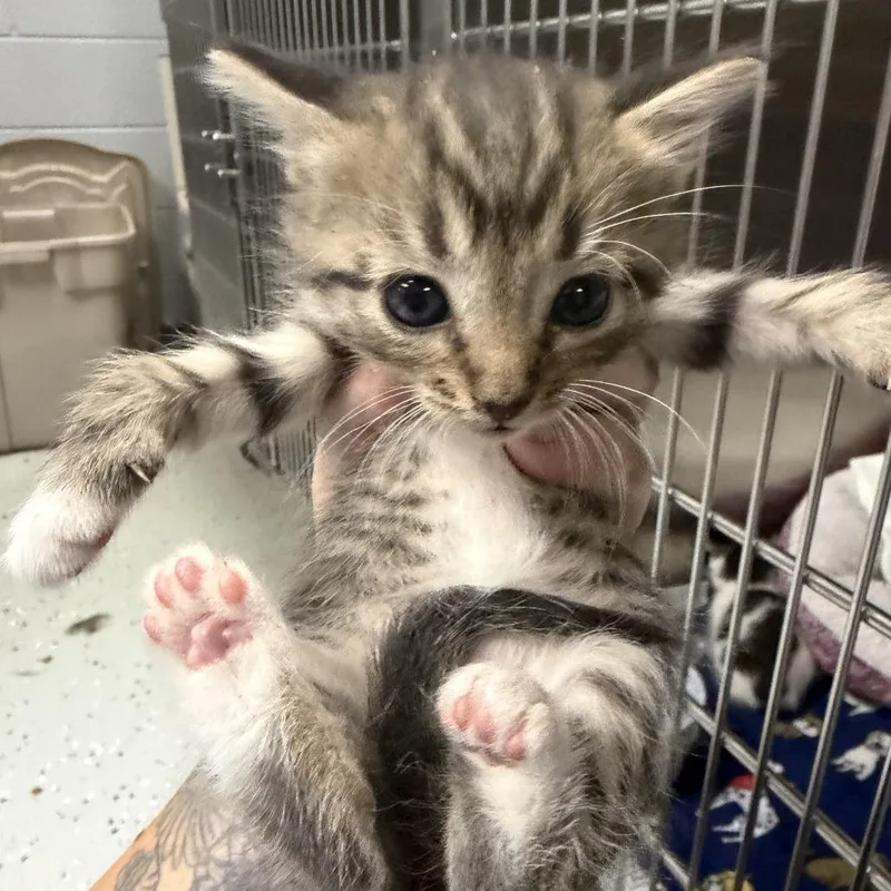 A baby small-sized female Brown / Chocolate Domestic Short Hair cat named Jubilee for adoption in Marion, VA
