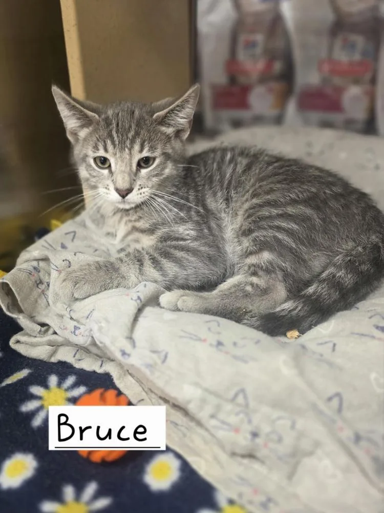 A baby small-sized male Domestic Short Hair cat named Bruce for adoption in Metamora, IL