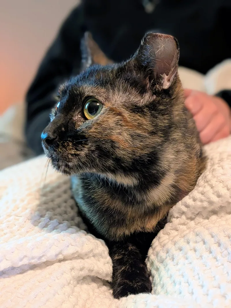 An adult medium-sized female Tortoiseshell Domestic Short Hair cat named Daphne for adoption in Richmond, VA