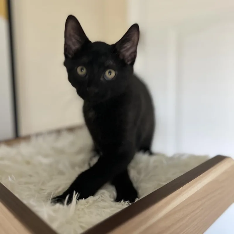 A baby small-sized male Black Domestic Short Hair cat named Spot for adoption in Fairfax Station, VA