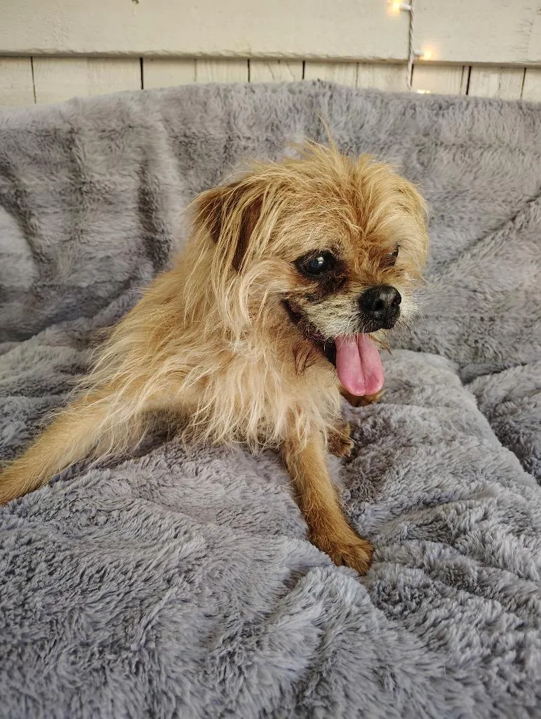 A senior small-sized male Terrier dog named Hobbes for adoption in Fort Worth, TX