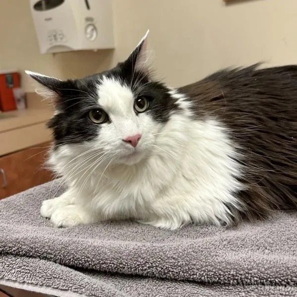 A senior medium-sized male Domestic Long Hair cat named Sketch for adoption in Oakland, CA