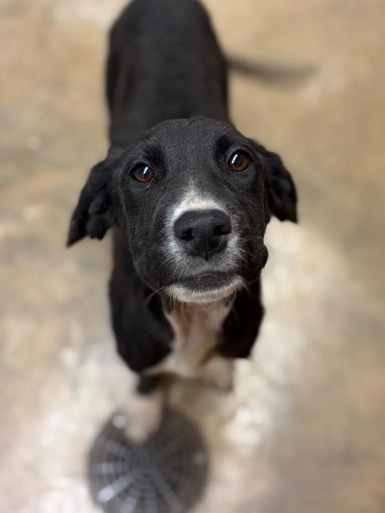 A baby small-sized female Mixed Breed dog named Lucial for adoption in Lockhart, TX
