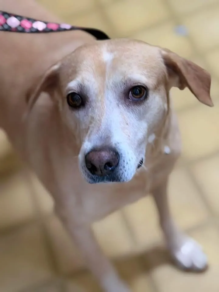 An adult medium-sized female Labrador Retriever dog named Caramel for adoption in Lutz, FL