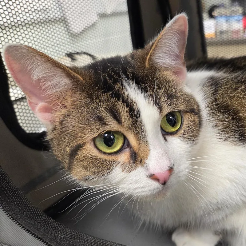 An adult large-sized female Brown / Chocolate Domestic Short Hair cat named Mini for adoption in Chattanooga, TN