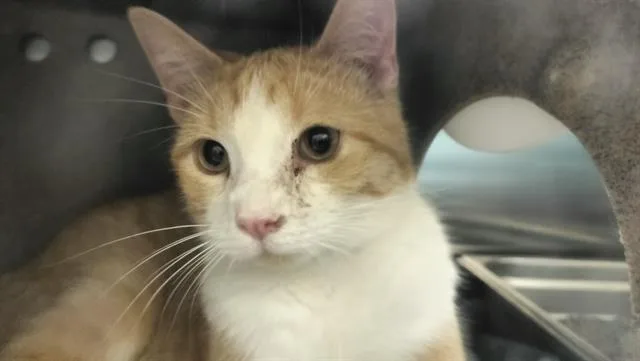 A young medium-sized male Domestic Short Hair cat named Cockatoo for adoption in Colorado Springs, CO