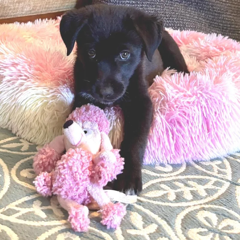A baby large-sized female Black Mixed Breed dog named Maple for adoption in Fredericksburg, VA