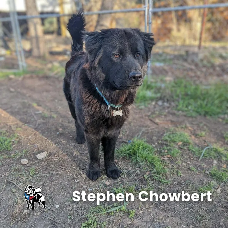 Stephen Chowbert thumbnail 2