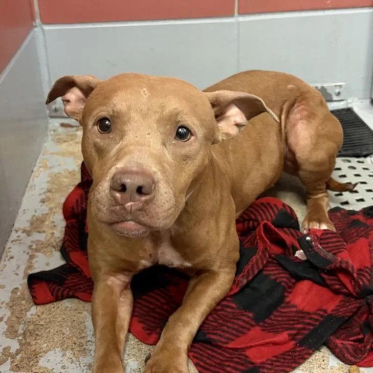 A young medium-sized female Staffordshire Bull Terrier dog named Pyper for adoption in Houston, TX