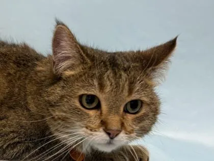 A senior small-sized female Domestic Medium Hair cat named Amanda for adoption in Woodbury, MN