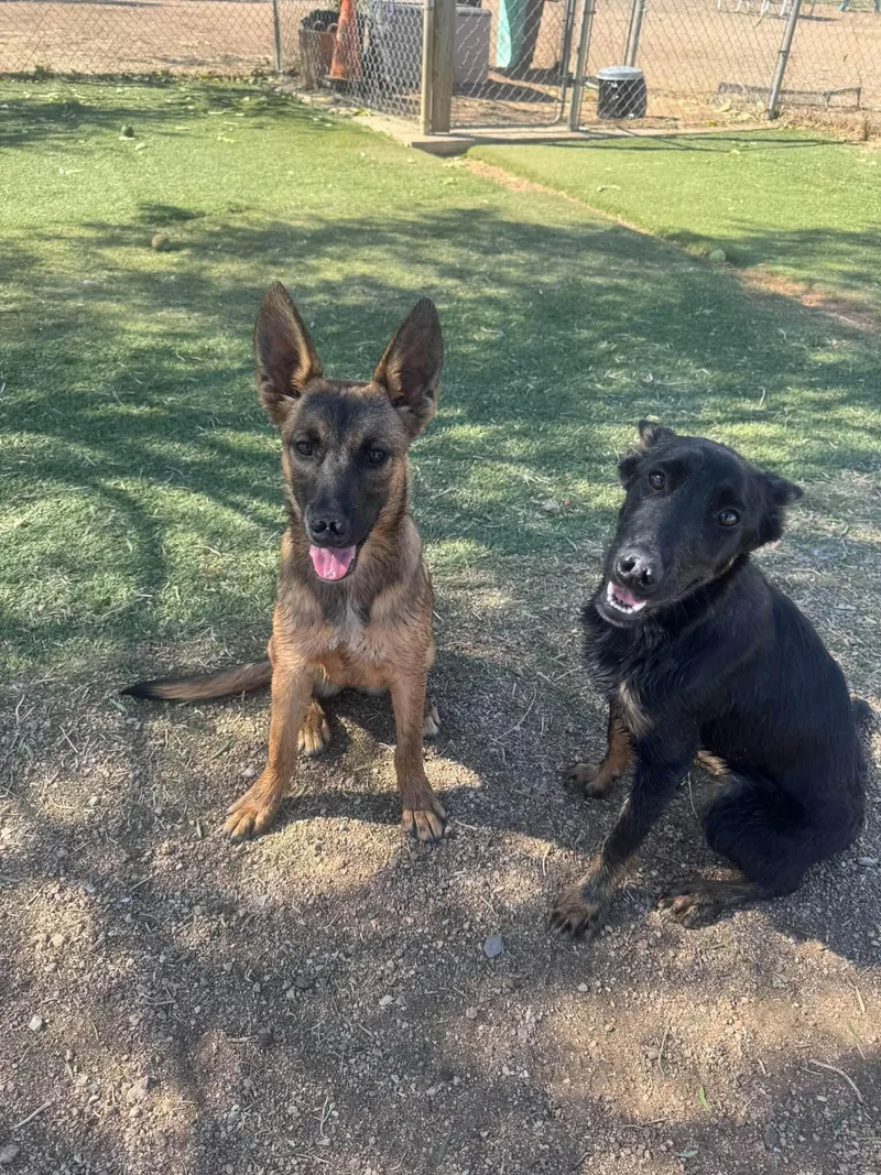 A baby medium-sized female Black Shepherd dog named Viva for adoption in Agua Dulce, CA
