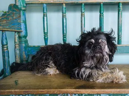 An adult small-sized female Shih Tzu dog named Two Eyes for adoption in San Antonio, TX