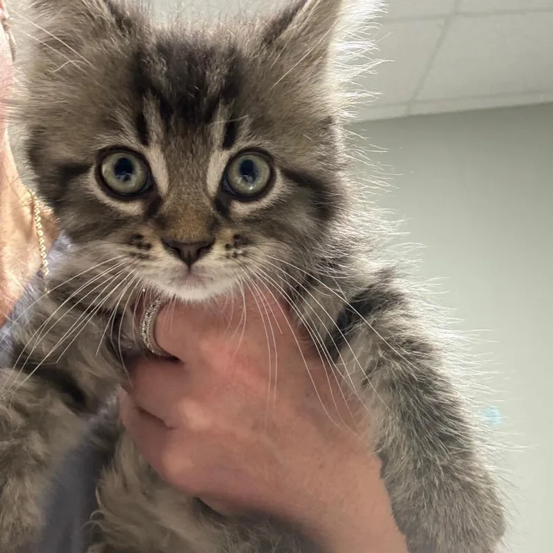A baby small-sized male Black Domestic Long Hair cat named Gino for adoption in Normal, IL