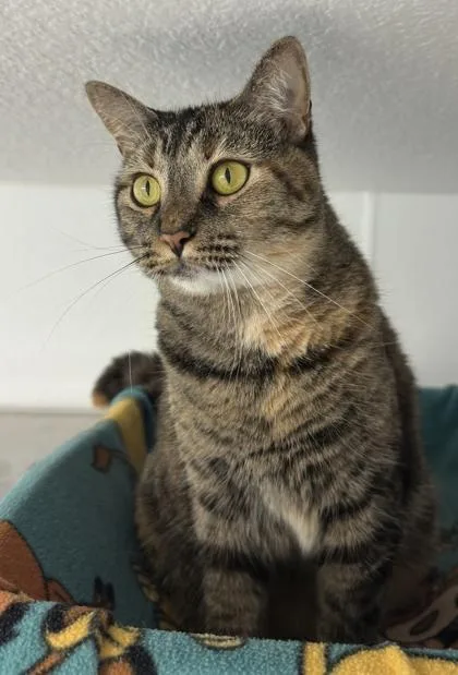 An adult medium-sized female Domestic Short Hair cat named Reign for adoption in Venice, FL