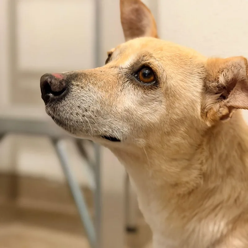 An adult small-sized female Apricot / Beige Dachshund dog named Jazmin for adoption in Manvel, TX