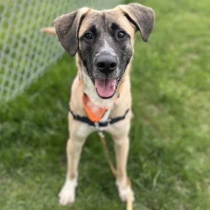 Roo