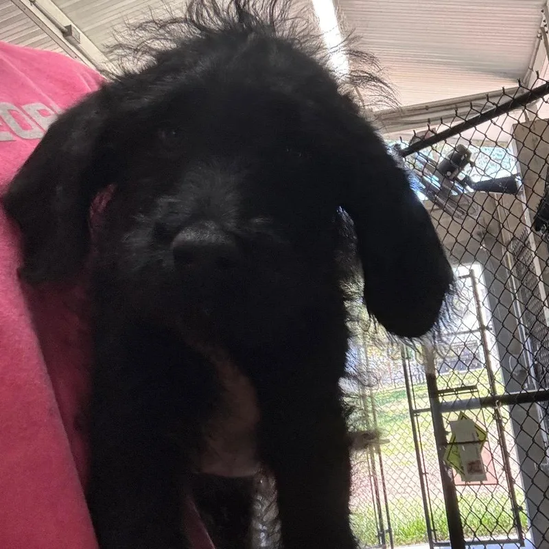 A baby small-sized female Black Rottweiler dog named Bluey for adoption in Clearwater, FL
